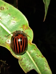 Paropsisterna octolineata