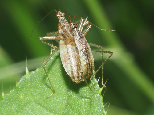 Trumpasparnė Skerdblakė nuotrauka