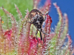 Nanophyes