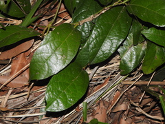 Aristolochia praevenosa