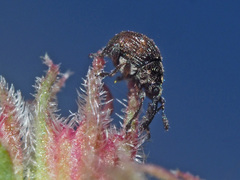 Nanophyes