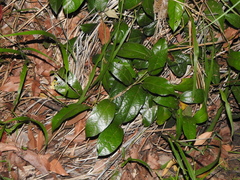 Aristolochia praevenosa