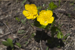 Ranunculus brachylobus