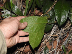 Aristolochia praevenosa