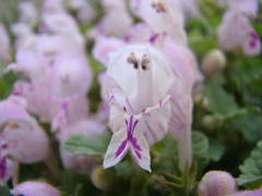 Lamium garganicum