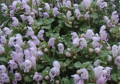 Lamium garganicum