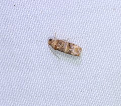 Lobesia transtrifera