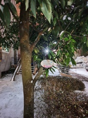 Quercus myrsinifolia