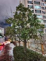 Quercus myrsinifolia