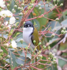Melithreptus chloropsis