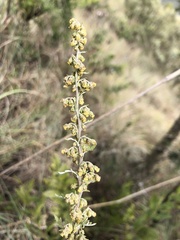 Artemisia afra