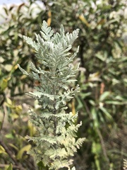 Artemisia afra