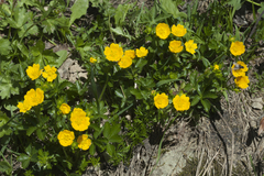 Potentilla ruprechtii