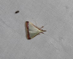 Autocharis hedyphaes