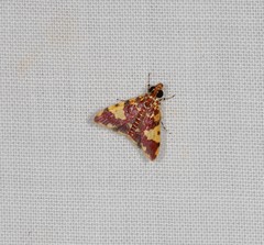 Taurometopa phoenicozona