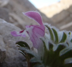 Lamium eriocephalum