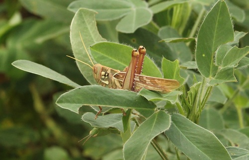 Kraussaria angulifera