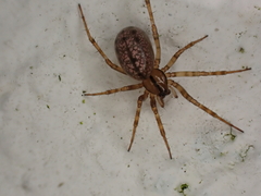 Stemonyphantes lineatus