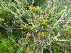 Manochlamys albicans