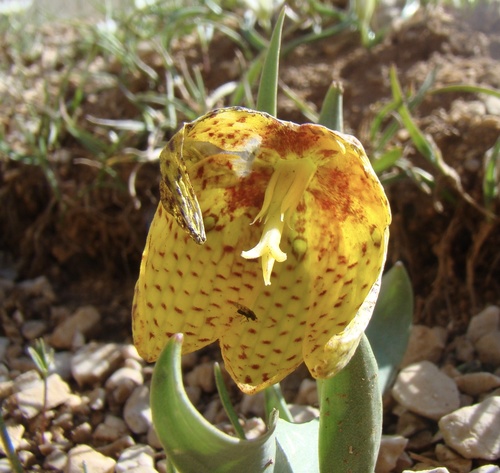 Fritillaria aurea, photograph 4