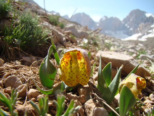 Fritillaria aurea, photograph 5