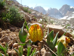Fritillaria aurea