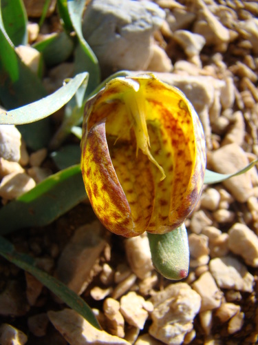 Fritillaria aurea, photograph 6