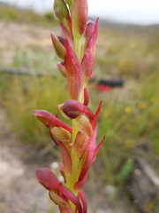 Disa reticulata