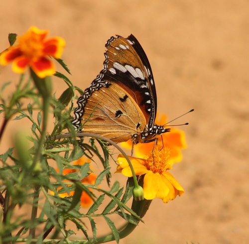 Danaid Eggfly