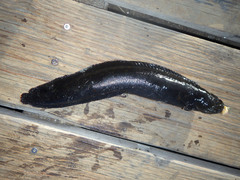 Cebidichthys violaceus