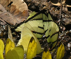 Graphium agetes