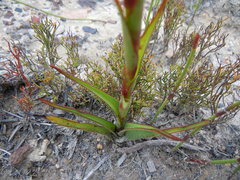 Disa reticulata