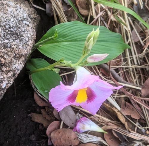 Siphonochilus kirkii image