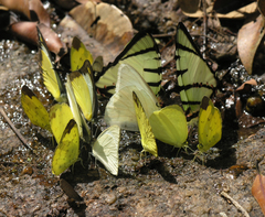 Graphium agetes