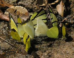 Graphium agetes