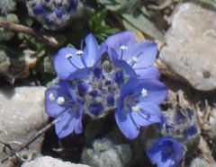 Veronica bolkardaghensis