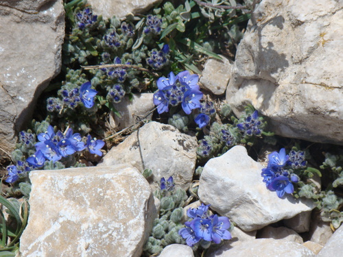 Veronica bolkardaghensis, photograph 1