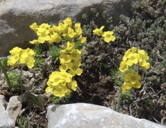 Draba bruniifolia