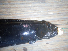 Cebidichthys violaceus