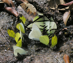 Graphium agetes