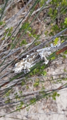 Bradypodion occidentale