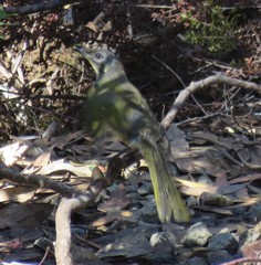 Nesoptilotis flavicollis