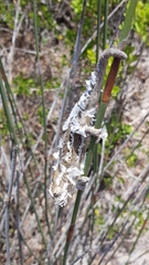 Bradypodion occidentale