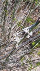 Bradypodion occidentale