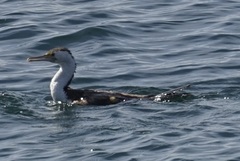 Phalacrocorax varius hypoleucos