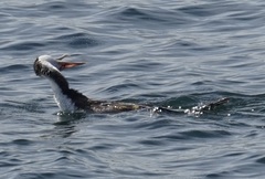 Phalacrocorax varius hypoleucos