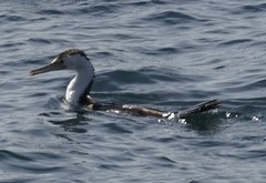 Phalacrocorax varius hypoleucos