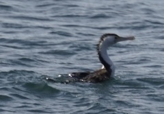 Phalacrocorax varius hypoleucos