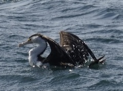 Phalacrocorax varius hypoleucos