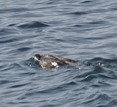 Phalacrocorax varius hypoleucos